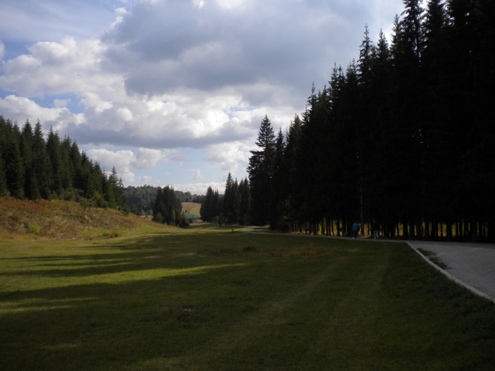 Conifer trees beside a meadow and surfaced path at Bijambare.